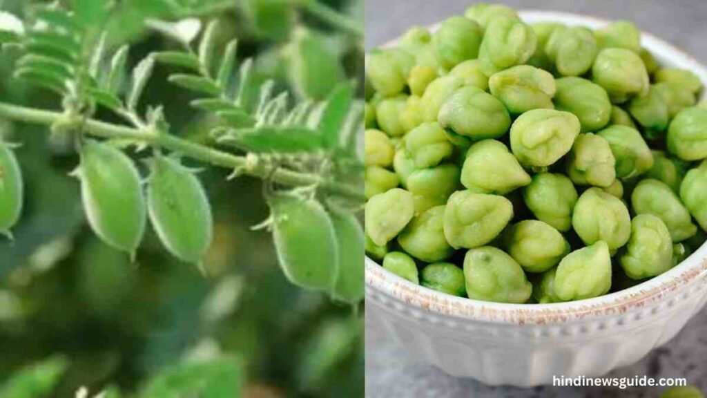Green Chickpeas Benefits In Hindi 