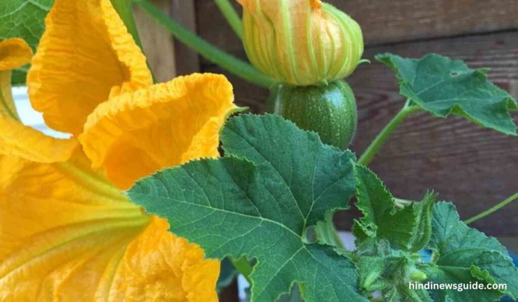 Pumpkin Flower Used For Health : 5 तरीके कद्दू के फूल से हो सकती हैं गंभीर बीमारियों का इलाज