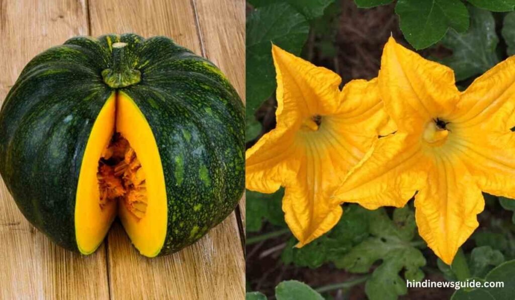 Pumpkin Flower Used For Health : 5 तरीके कद्दू के फूल से हो सकती हैं गंभीर बीमारियों का इलाज