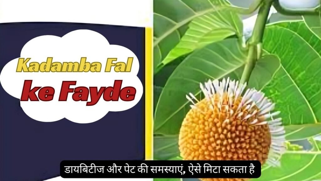 Kadamba Fal ke Fayde In Hindi