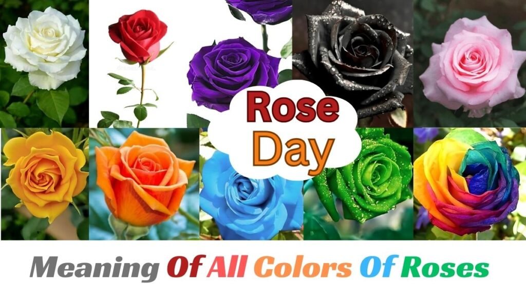  Meaning Of All Colors Of Roses